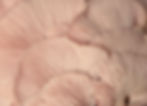 Midland Doula Collective, doula